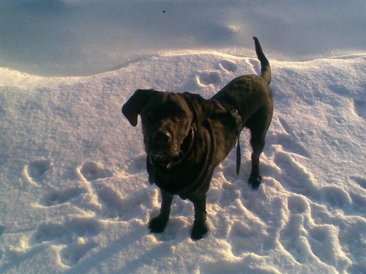 Labrador retriever / Breton Chico billede 8