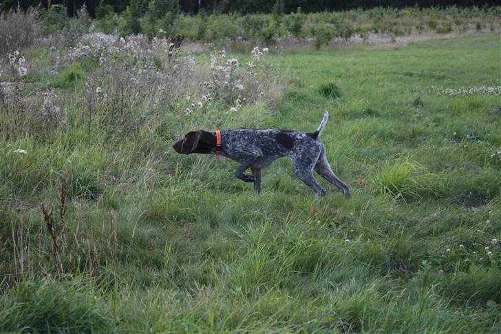 Korthåret hønsehund Søborggårds Ekko - Stand for par høns billede 11