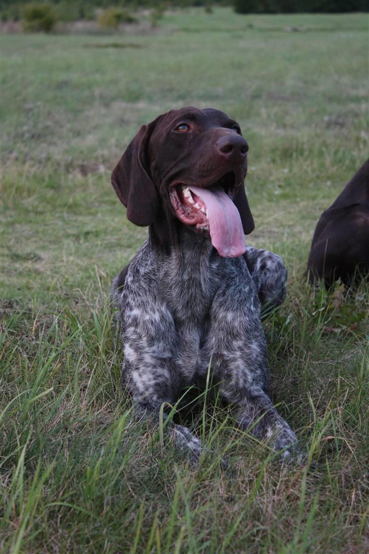 Korthåret hønsehund Søborggårds Ekko billede 26