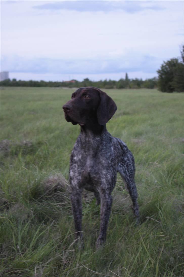 Korthåret hønsehund Søborggårds Ekko billede 27