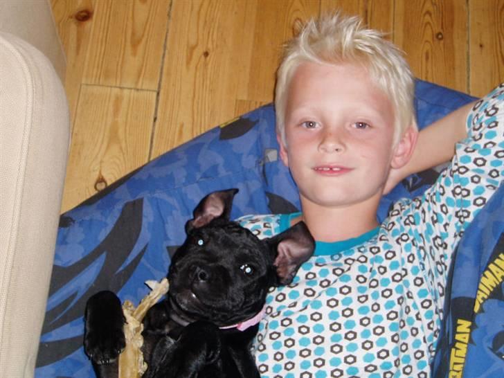 Staffordshire bull terrier Bodil billede 11