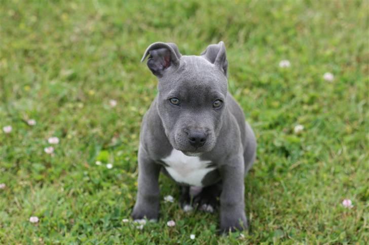 Staffordshire bull terrier Bentley billede 20