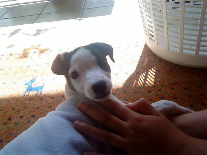 Jack russell terrier Flicka<3<3 - Hun har lige været mega vild! billede 1