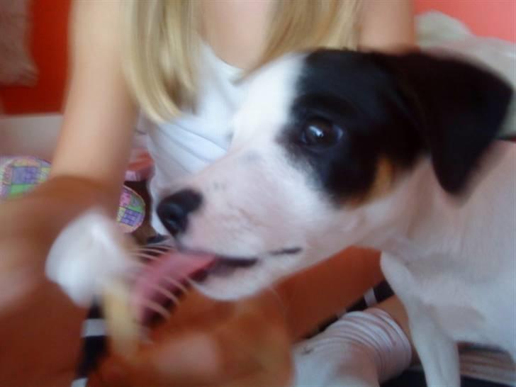 Jack russell terrier Flicka<3<3 - Årh det er godt at slikke på! billede 3