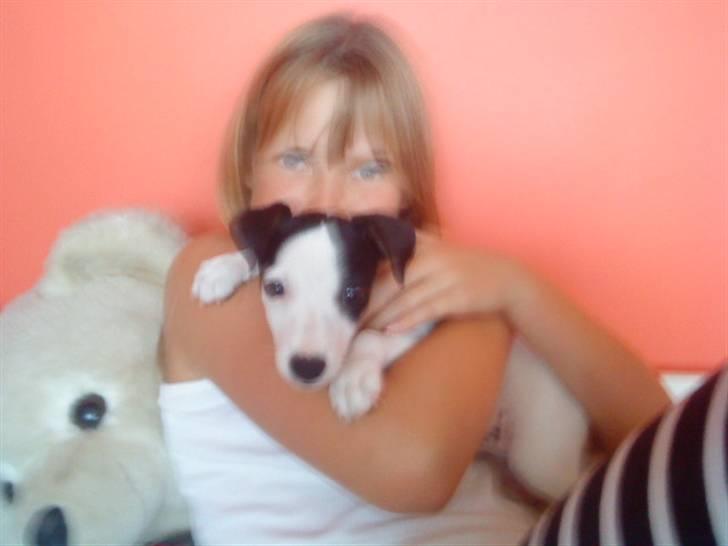 Jack russell terrier Flicka<3<3 - ELSKER FLICKA! billede 4