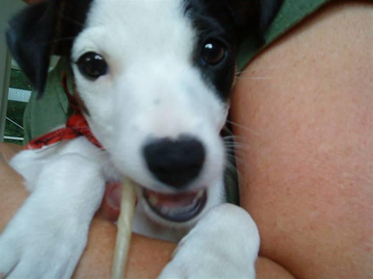 Jack russell terrier Flicka<3<3 - Flicka sidder ved Inge og får en gnavestang:D billede 5
