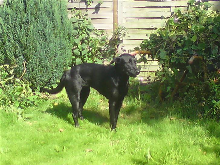 Labrador retriever Mille billede 6