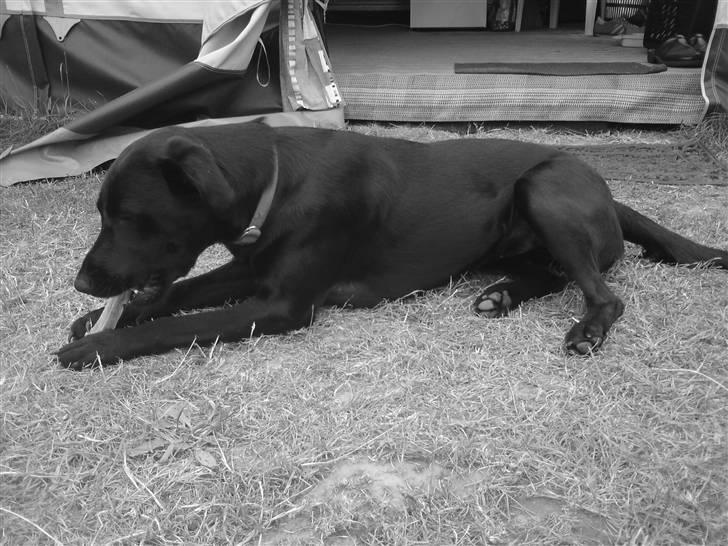 Labrador retriever Mille billede 7