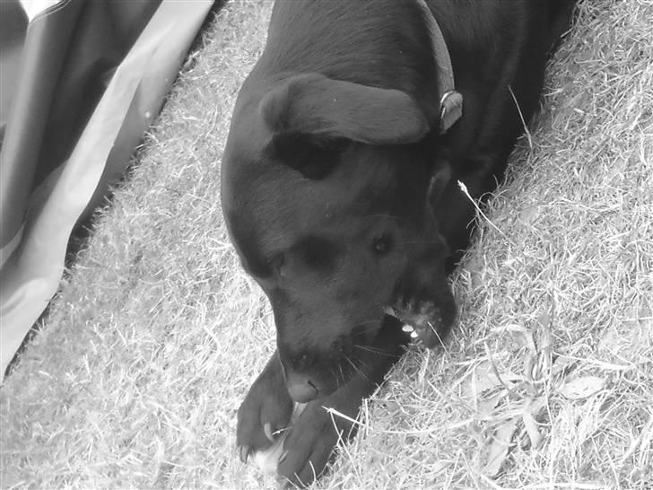 Labrador retriever Mille billede 8