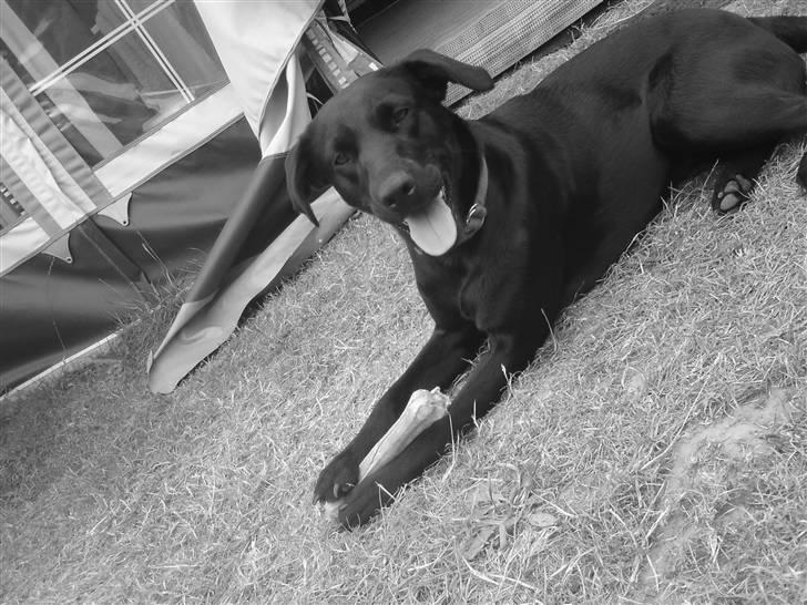 Labrador retriever Mille billede 9