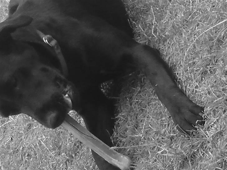 Labrador retriever Mille billede 10