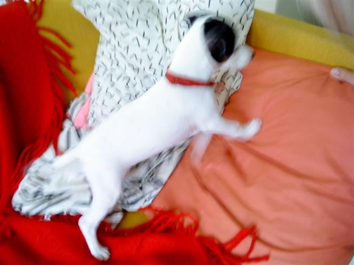 Jack russell terrier Flicka<3<3 - Hvad var det?:O billede 6