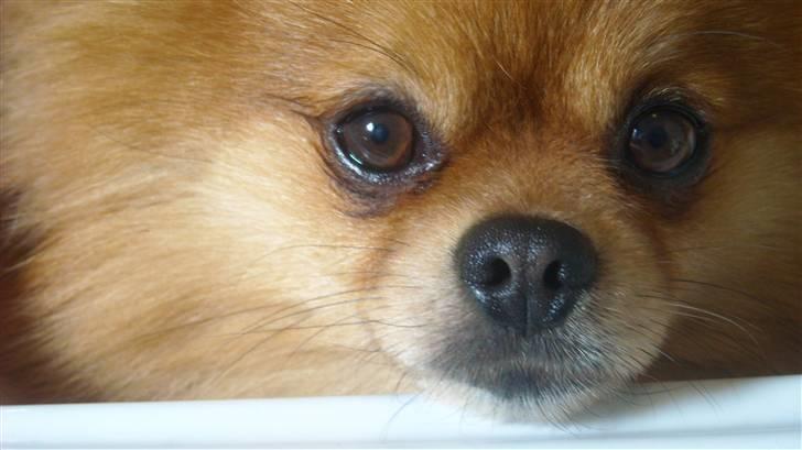 Pomeranian Kashmir - Hvem kan da stå for mig?? billede 8