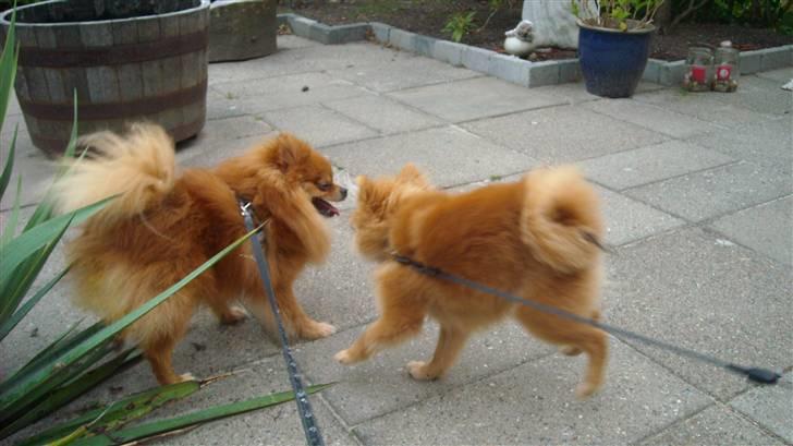 Pomeranian Kashmir - Kom nu far, leg med mig. billede 9