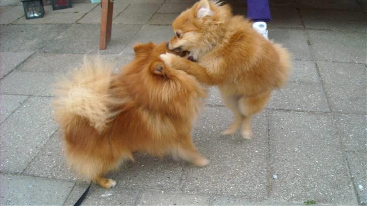 Pomeranian Kashmir - Gør det noget at jeg hopper op i hovedet på dig far? billede 10