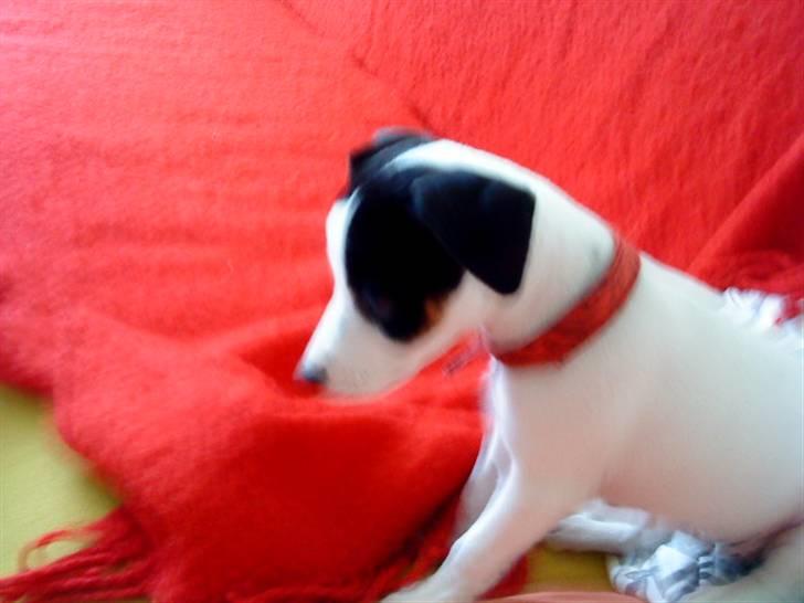 Jack russell terrier Flicka<3<3 - Hmmmmm... hvad var det jeg så? billede 7