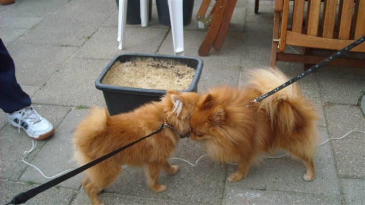 Pomeranian Kashmir - Nu skal vi sige farvel for denne gang. Kommer du snart og besøger mig? billede 11