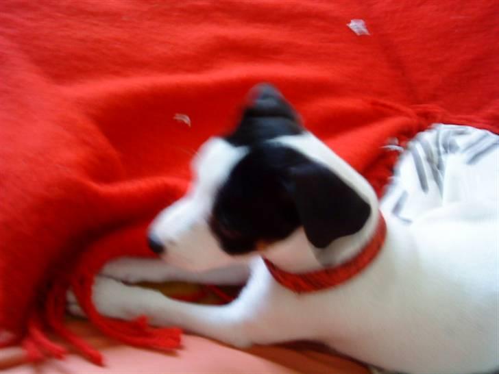 Jack russell terrier Flicka<3<3 - årh jeg keder mig vildt! billede 8