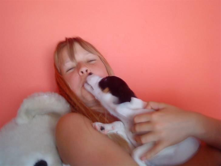 Jack russell terrier Flicka<3<3 - kys, kys, kys! billede 9