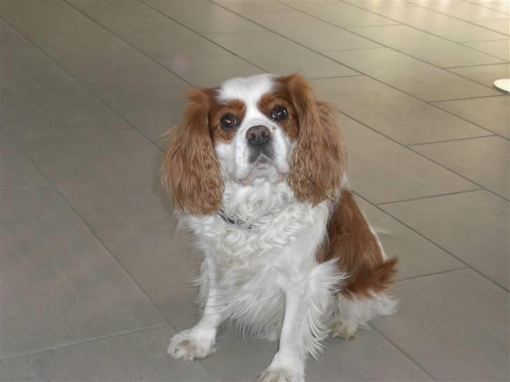 Cavalier king charles spaniel Birkedal's Bongo Walter R.I.P 23/5 2011 billede 1