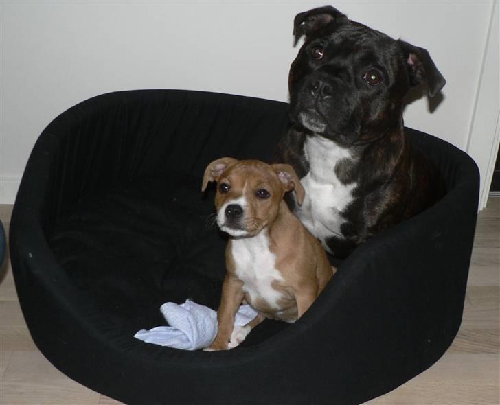 Staffordshire bull terrier Angelicstaff Angel billede 6