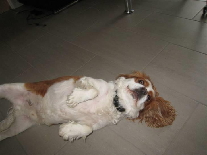 Cavalier king charles spaniel Birkedal's Bongo Walter R.I.P 23/5 2011 billede 2