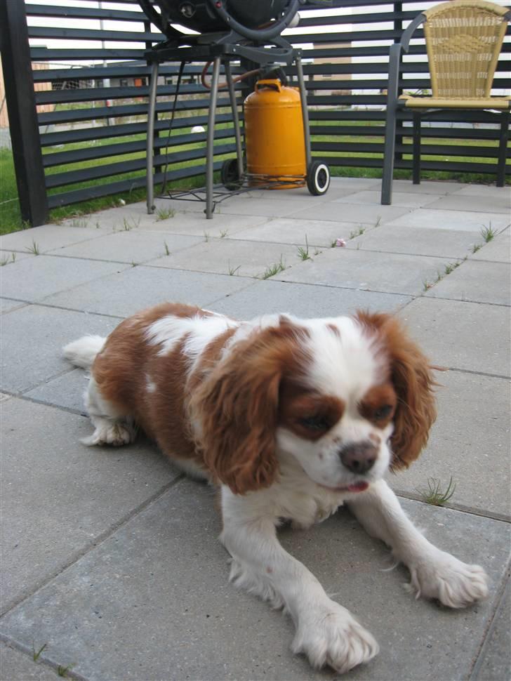 Cavalier king charles spaniel Birkedal's Bongo Walter R.I.P 23/5 2011 billede 3