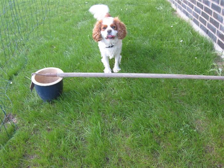 Cavalier king charles spaniel Birkedal's Bongo Walter R.I.P 23/5 2011 billede 4