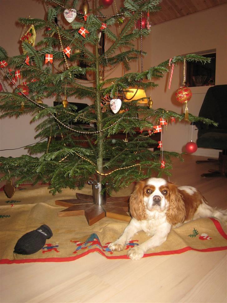 Cavalier king charles spaniel Birkedal's Bongo Walter R.I.P 23/5 2011 billede 5