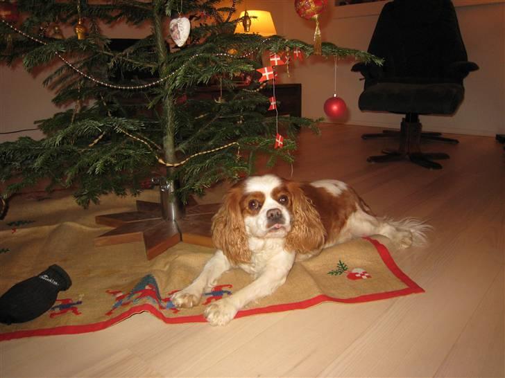 Cavalier king charles spaniel Birkedal's Bongo Walter R.I.P 23/5 2011 billede 6
