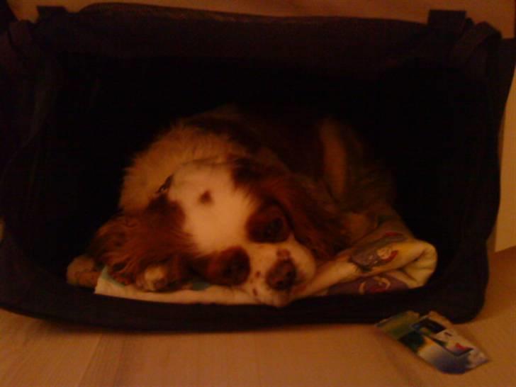Cavalier king charles spaniel Birkedal's Bongo Walter R.I.P 23/5 2011 billede 7