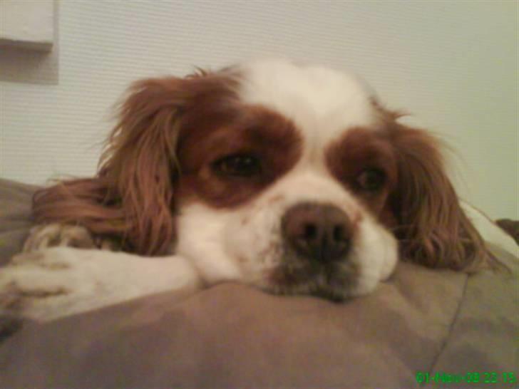 Cavalier king charles spaniel Birkedal's Bongo Walter R.I.P 23/5 2011 billede 8