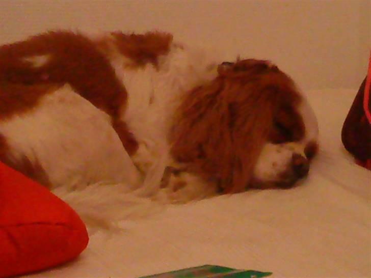 Cavalier king charles spaniel Birkedal's Bongo Walter R.I.P 23/5 2011 billede 9