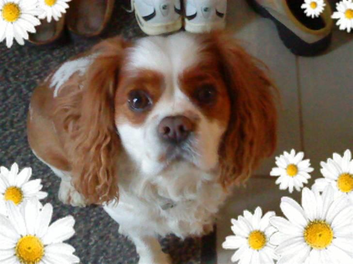 Cavalier king charles spaniel Birkedal's Bongo Walter R.I.P 23/5 2011 billede 10