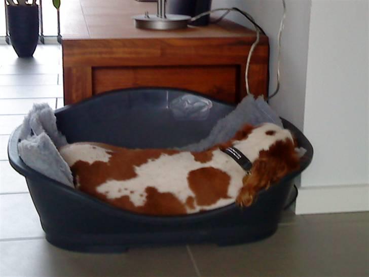 Cavalier king charles spaniel Birkedal's Bongo Walter R.I.P 23/5 2011 billede 11