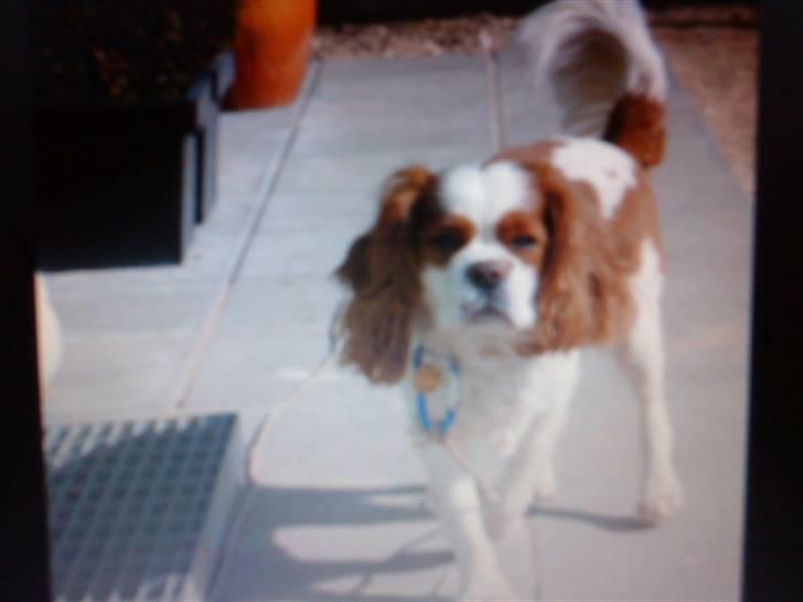 Cavalier king charles spaniel Birkedal's Bongo Walter R.I.P 23/5 2011 billede 12