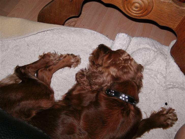 Cocker spaniel chanel (R.I.P. SMUKKE HUND - putter efter lang tur billede 1