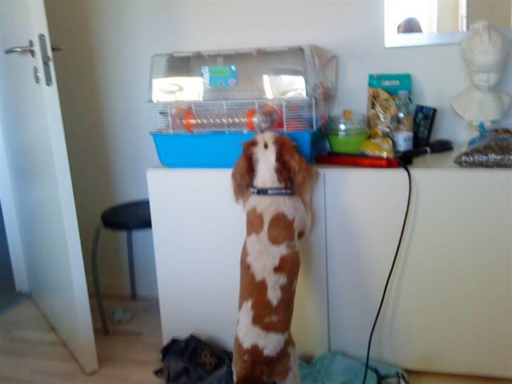 Cavalier king charles spaniel Birkedal's Bongo Walter R.I.P 23/5 2011 billede 13