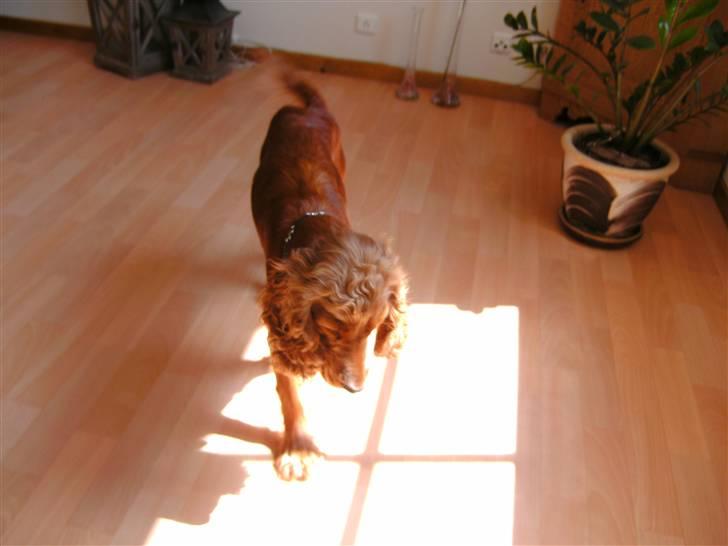 Cocker spaniel chanel (R.I.P. SMUKKE HUND - Står og kigger på sol billede 2