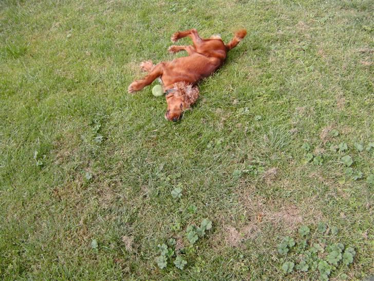 Cocker spaniel chanel (R.I.P. SMUKKE HUND - årh det dejligt billede 3