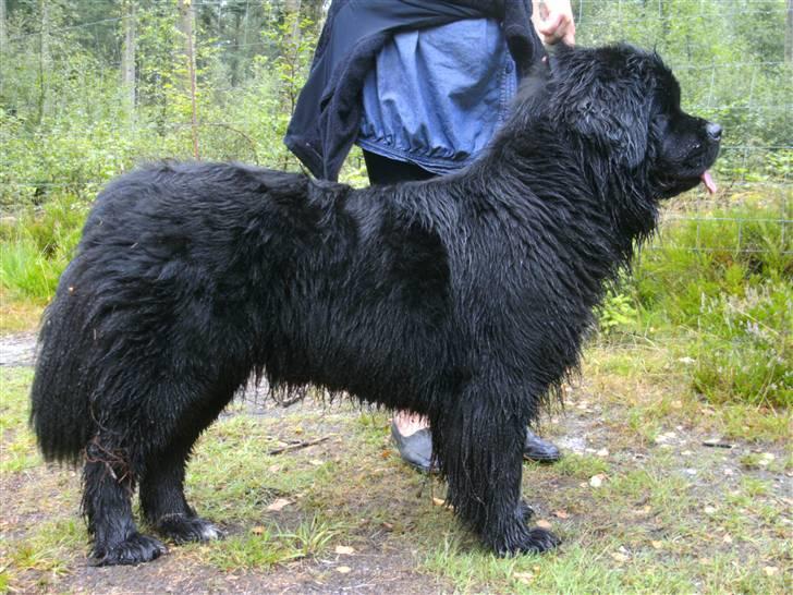 Newfoundlænder Luna - Er jeg ikke bare skøn.... billede 16