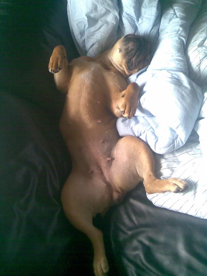 Olde english bulldogge Bullgaards Emma - Nat nat :-) billede 7