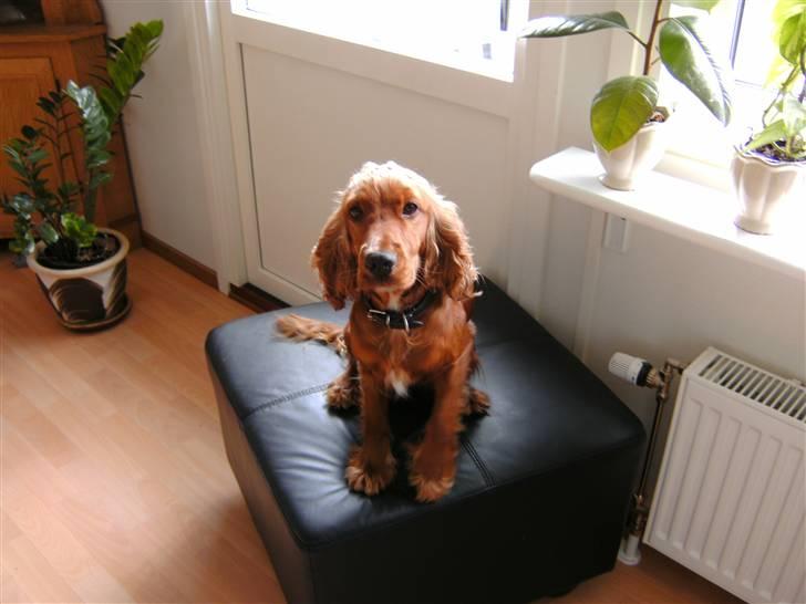 Cocker spaniel chanel (R.I.P. SMUKKE HUND - er jeg ik bare sød billede 4