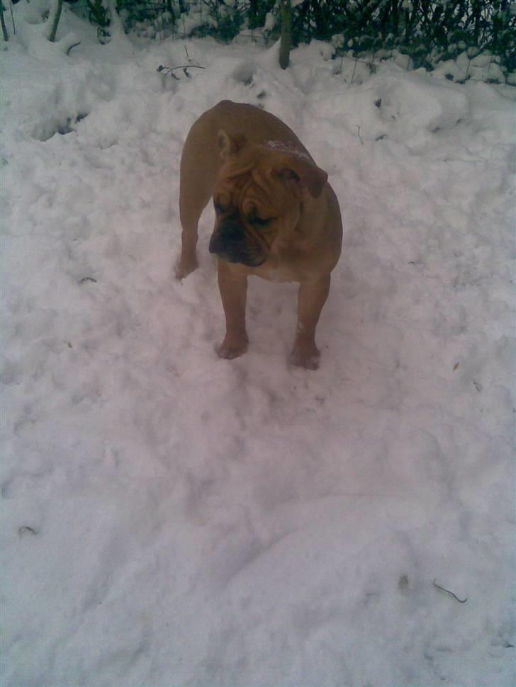 Olde english bulldogge Bullgaards Emma - November 2009 billede 8