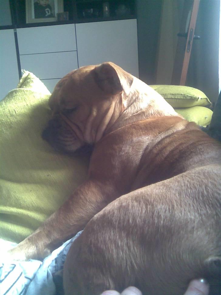 Olde english bulldogge Bullgaards Emma - Nat nat :-) billede 9