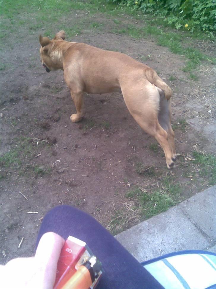 Olde english bulldogge Bullgaards Emma - I fuld firspring :-) billede 10