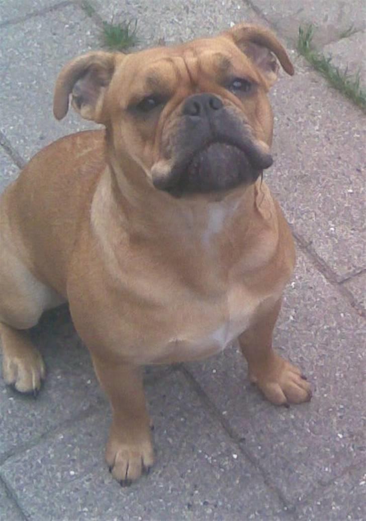 Olde english bulldogge Bullgaards Emma - Vov vov :-) billede 11