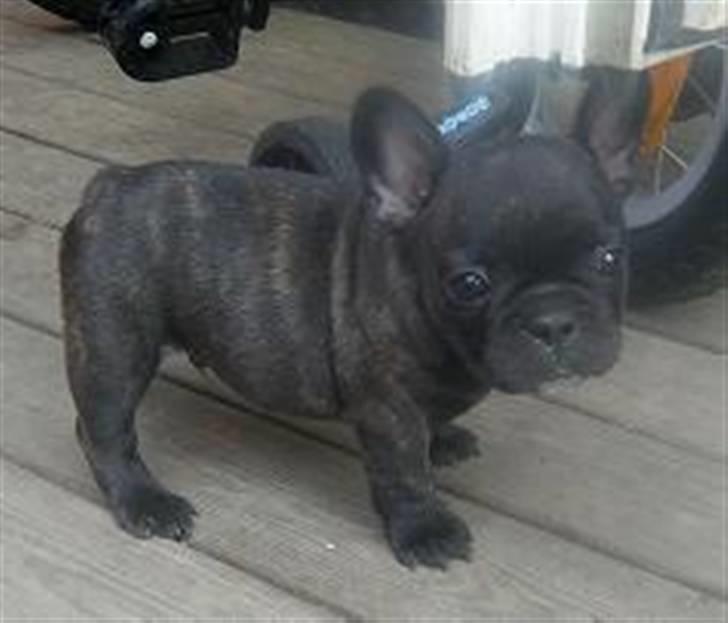 Fransk bulldog  A'la'Coccio's Æmito  billede 1