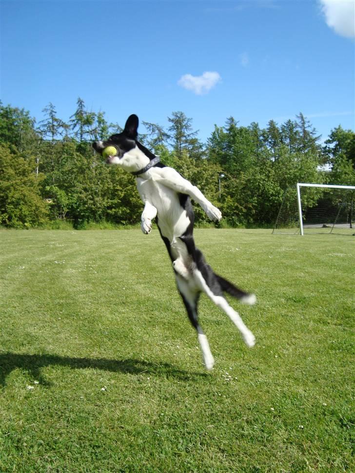Border collie gizmo - gizmo ca 22 måneder. jeg elsker at lege med bold og er dygtig til at gribe den i luften billede 8