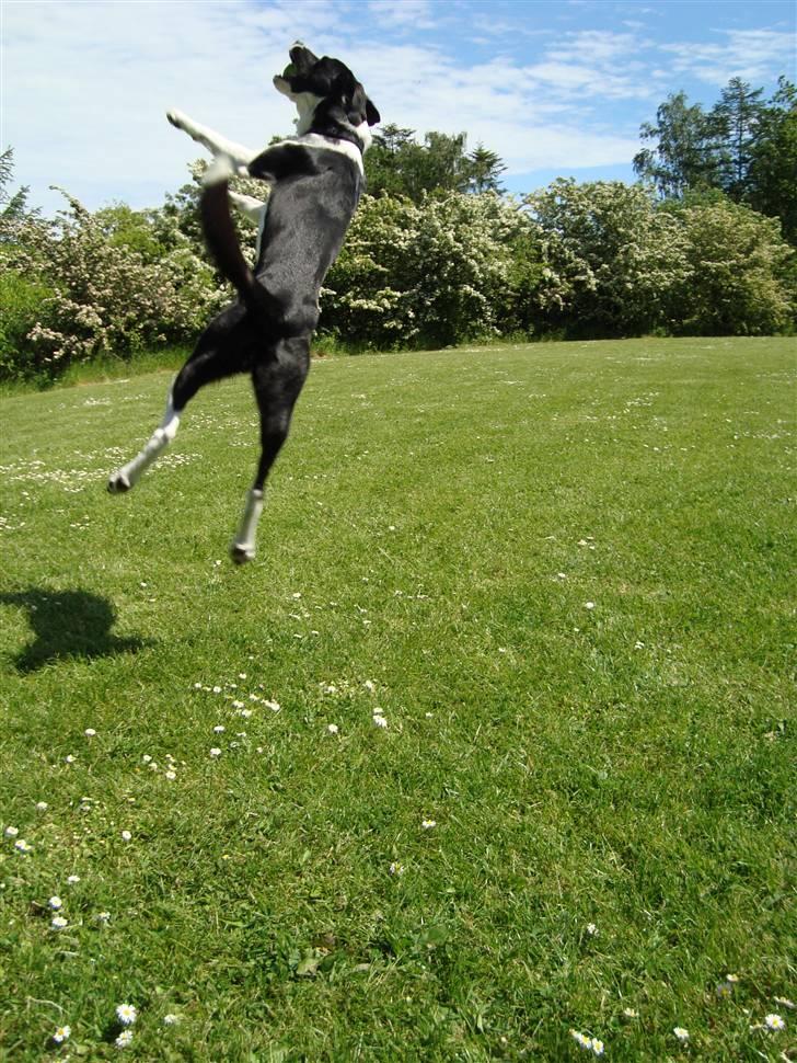 Border collie gizmo - her har jeg lige grebet bolden, og jeg flyver stadig billede 10